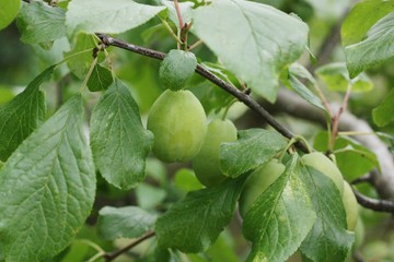 Green plums on a tree in the summer garden