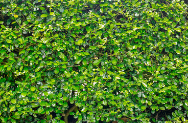 Obraz premium Green leaf nature background