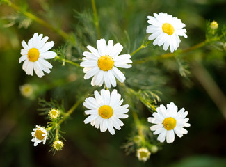 Obraz premium Beautiful white daisy flowers in the summer park.