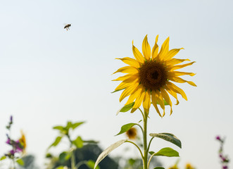 Blühstreifen mit Sonnenblumen an Feldrändern sollen Bienen und Insekten anlocken