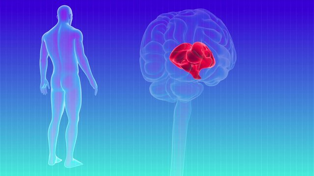 Human Brain inner parts Diencephalon Anatomy For Medical Concept Loopable 3D Illustration