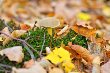 Sandröhrling Pilz im Herbstwald - velvet bolete mushroom in forest