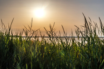 Paysage de Camargue - Camargue landscape