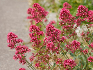 Red valerian or kiss-me-quick (Centranthus ruber) with rounded clusters of small brick red, pale...