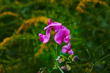 Obraz premium Macro shot of a bright pink vetch (vicia) in the sunlight.