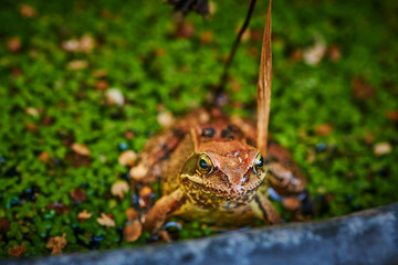 Macro shot of an agile frog (Rana dalmatina) sitting in a garden.
