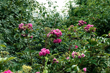 Fototapeta na wymiar Beautiful bush with rose flowers close up in the afternoon.
