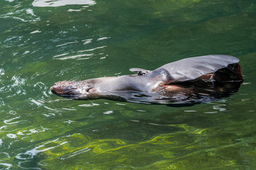 Obraz premium Resting female of Northern Fur Seal (Callorhinus ursinus)