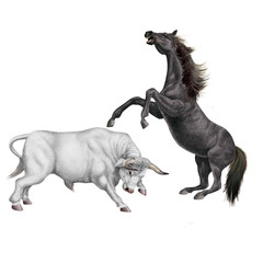 Fototapeta premium combat de cheval et le taureau blanc, force, attaque, debout, animal, brun, mammifère, joli, sauvage, agressive, dangereux, illustration, de race, ferme, fond blanc, coloré, fantastique, musclé, fort