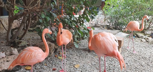 Flamingos