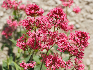 Close-up of inflorescence of Red valerian with round clusters of small flowers (Centranthus ruber)