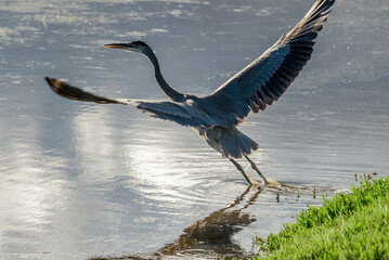 Great Blue Heron (Ardea herodias) in Bolsa Chica Ecological Reserve, California, USA