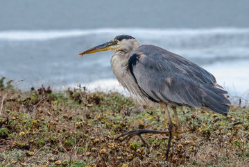 Great Blue Heron (Ardea herodias) in Bolsa Chica Ecological Reserve, California, USA