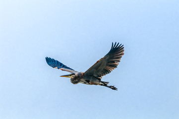 Great Blue Heron (Ardea herodias) in Bolsa Chica Ecological Reserve, California, USA