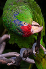 Red-crowned Amazon (Amazona viridigenalis)
