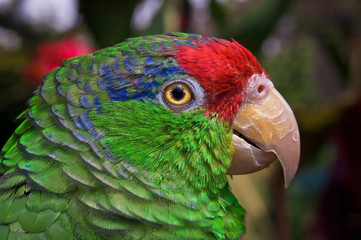 Red-crowned Amazon (Amazona viridigenalis)