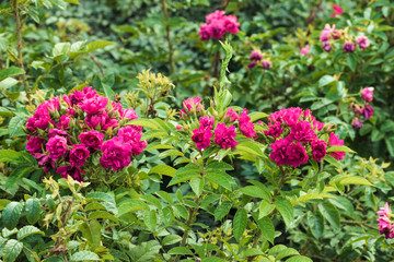 Beautiful pink flowers close up in the afternoon.