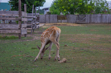 baby deer in the zoo