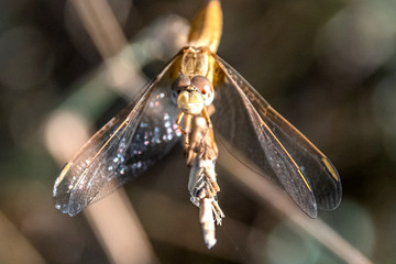 Paysage de Camargue - Camargue landscape
