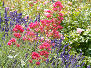 Red valerian or kiss-me-quick (Centranthus ruber) with rounded clusters of small brick red, pale pink or purplish red flowers and lanceolate, oval blue green foliage 