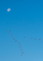 Paysage de Camargue - Camargue landscape