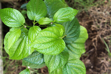 Green betel leaf on bush in the garden.