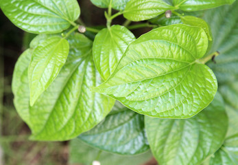 Green betel leaf on bush in the garden.