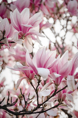 Magnolien