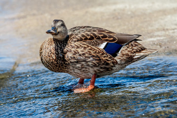 Female of mallard (Anas platyrhynchos) in Malibu Lagoon, California, USA