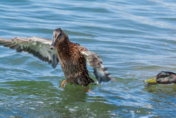 Female of mallard (Anas platyrhynchos) in Malibu Lagoon, California, USA