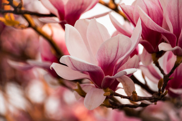 Obraz premium Magnolienzauber2