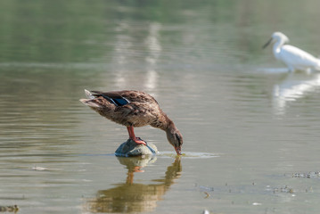 Female of mallard (Anas platyrhynchos) in Malibu Lagoon, California, USA