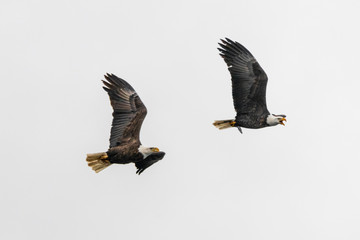 Bald Eagles (Haliaeetus leucocephalus) in Flight