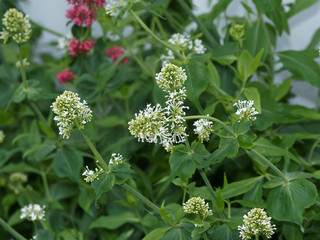 White valerian (Centranthus ruber 'Albus')
