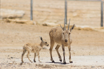 Young deer and the mother deer in the wild.