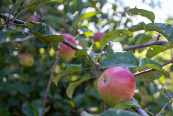 Ripe red apple growing on an apple tree in the summertime