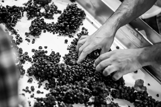 Grainy, high-contrast black and white image of male hands sorting wine grapes on a conveyor belt. Shallow depth of field. 