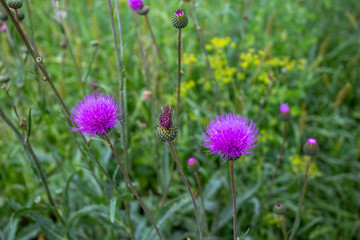 Plume thistle in a field cirsium rivulare