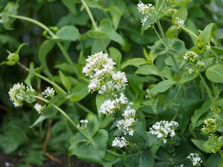 Rounded clusters of white flowers of Centranthus ruber 'Albus'