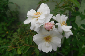 Obraz na płótnie Canvas white rose flowers in the garden