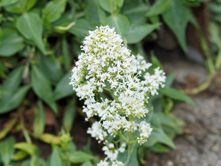 White blooms flowering of Centranthus ruber 'Albus' or red valerien 'Albus'