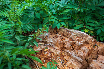 Old orange broken tree trunk in the bushes