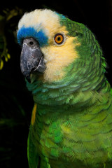 Blue-fronted Parrot (Amazona aestiva)