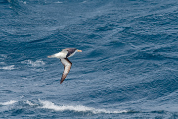 Black-browed Albatross (Thalassarche melanophris) in South Atlantic Ocean, Southern Ocean, Antarctica