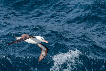 Fototapeta na wymiar Black-browed Albatross (Thalassarche melanophris) in South Atlantic Ocean, Southern Ocean, Antarctica