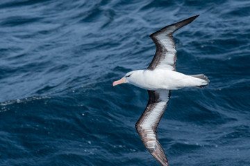 Black-browed Albatross (Thalassarche melanophris) in South Atlantic Ocean, Southern Ocean, Antarctica