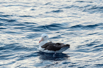 Black-browed Albatross (Thalassarche melanophris) in South Atlantic Ocean, Southern Ocean, Antarctica