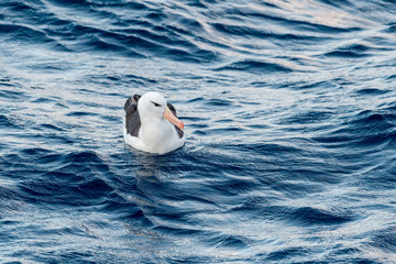 Black-browed Albatross (Thalassarche melanophris) in South Atlantic Ocean, Southern Ocean, Antarctica