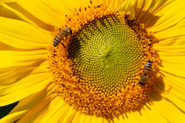 Obraz premium Close up of bee collecting nectar in a sunflower