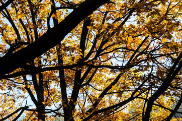 autumn trees in the park